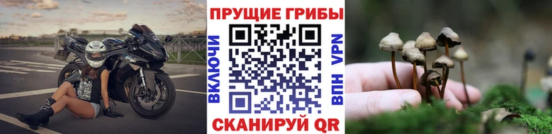 Купить  Краснозаводск  Псилоцибиновые грибы мухоморы 